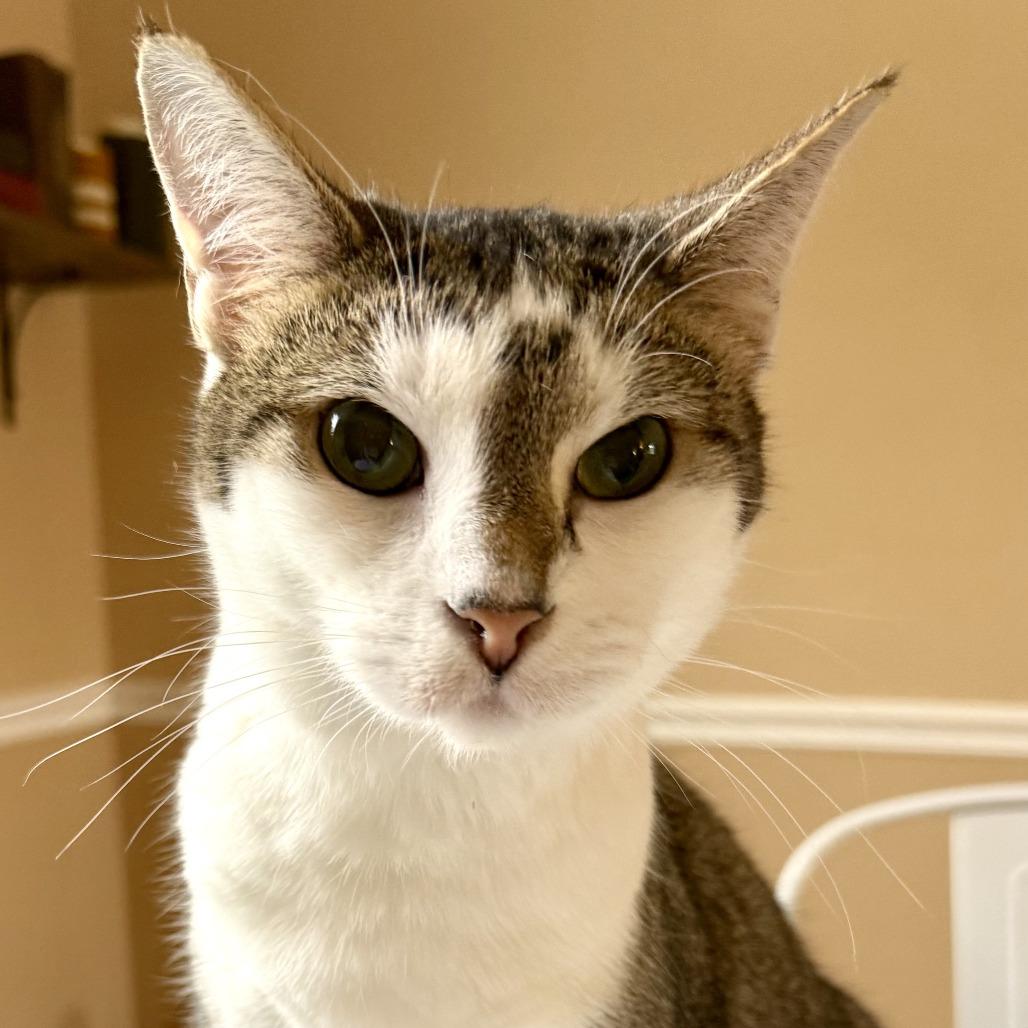 Enlarge Lucy, a Adoptable Domestic Short Hair in Medina, OH image 3/4