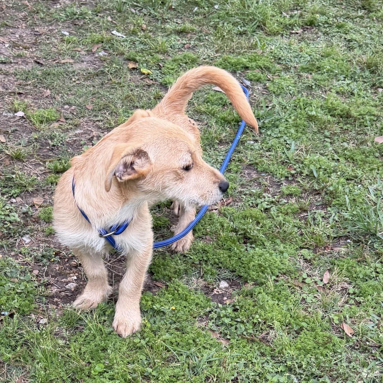 Apple - Local April 24-26, ADOPTABLE, Young Male Cairn Terrier.