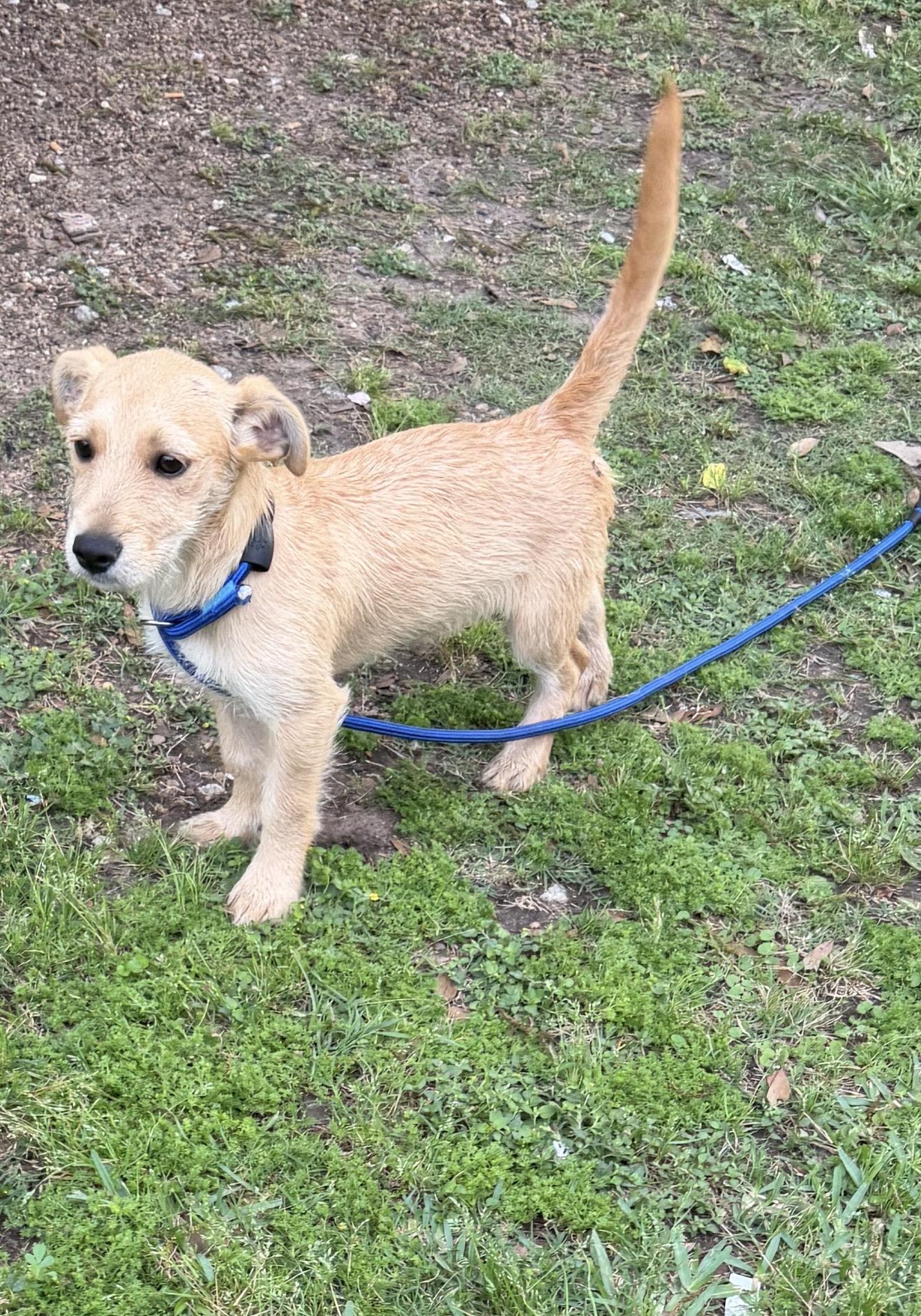 Enlarge Apple - Local April 24-26, a ADOPTABLE mixed breed in Westerly, RI image 2/3