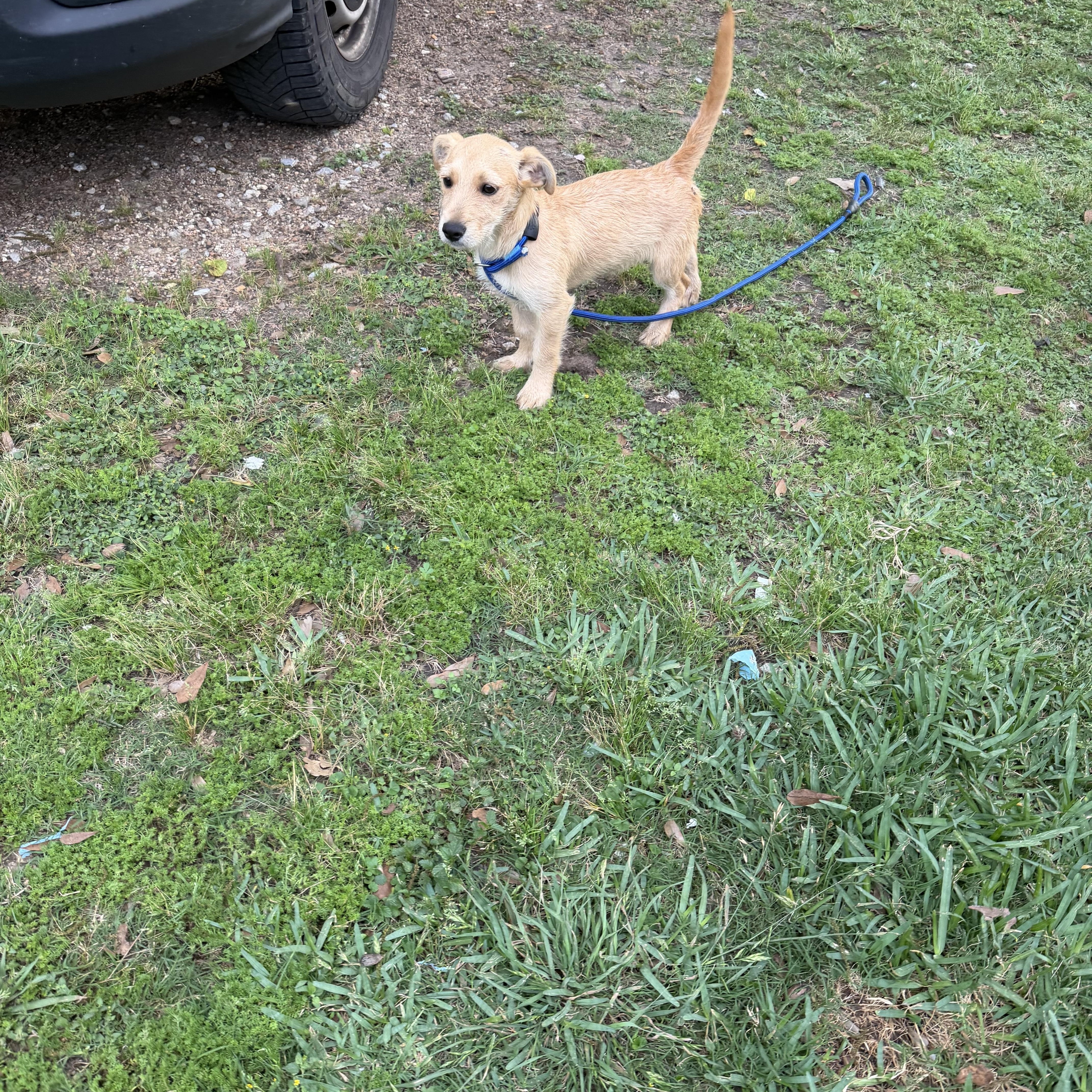 Enlarge Apple - Local April 24-26, a ADOPTABLE mixed breed in Westerly, RI image 3/3