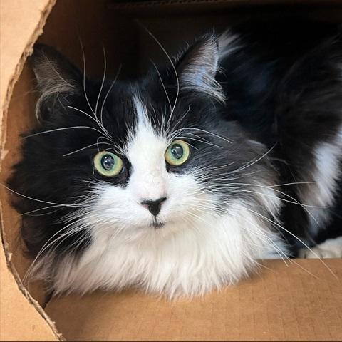 Enlarge Silvester, an adopted Domestic Long Hair in Salt Lake City, UT image 1/1