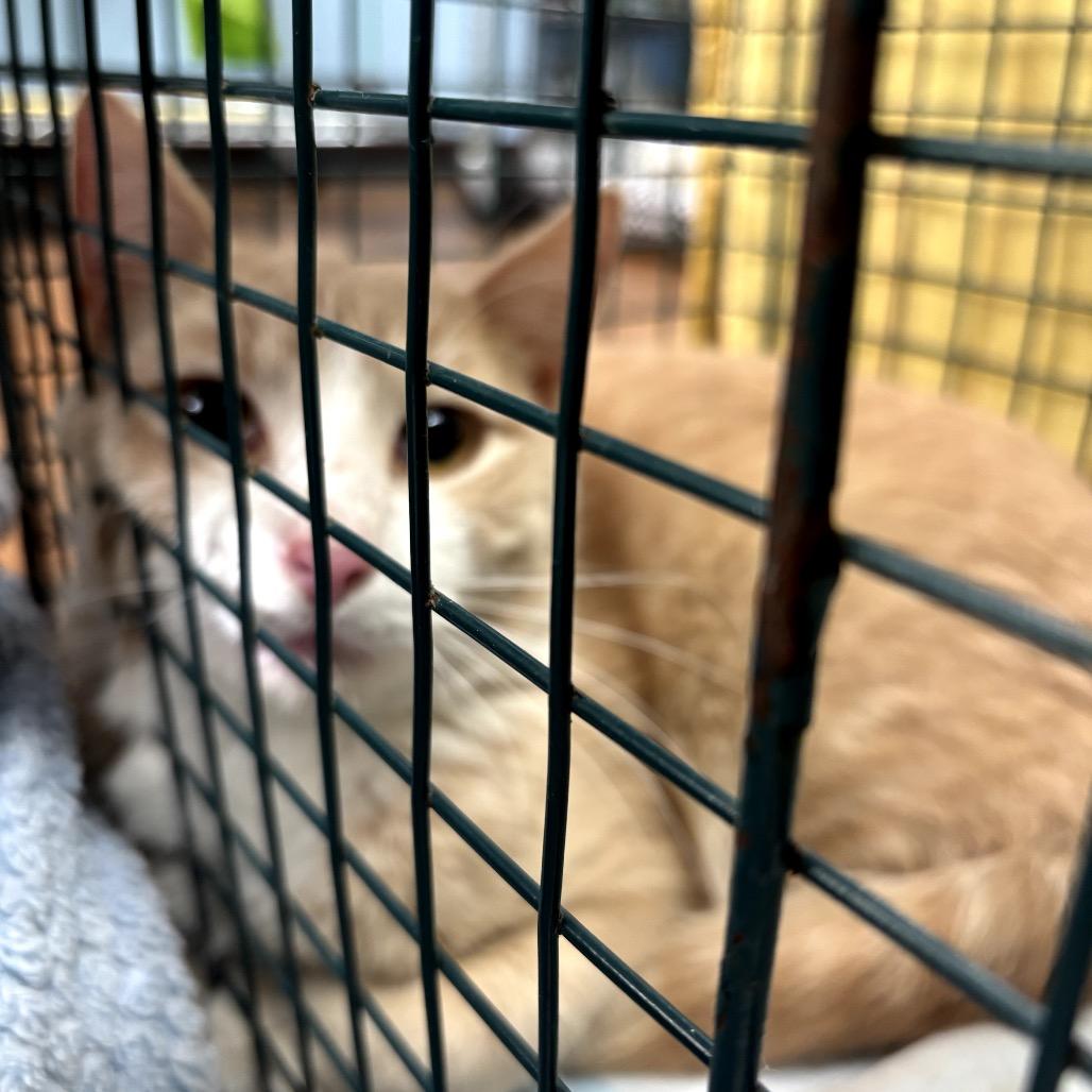 Enlarge Journey, a Adoptable Domestic Short Hair in Garfield, AR image 1/1