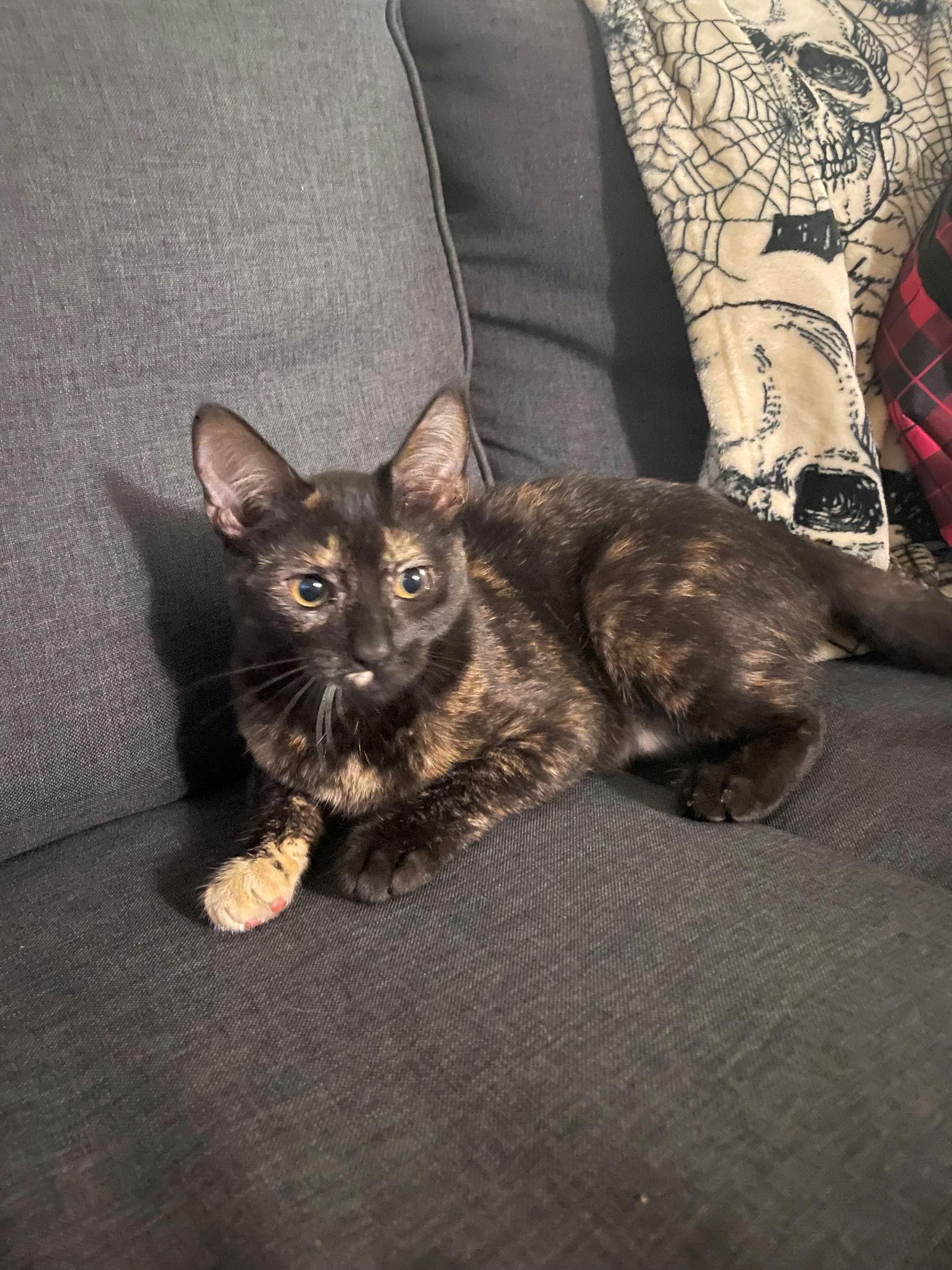 Lilly baby, a Adoptable Tortoiseshell in Oakland Park, FL image 1/3