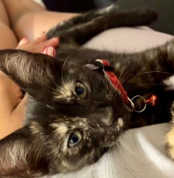 Lilly baby, a Adoptable Tortoiseshell in Oakland Park, FL image 2/3