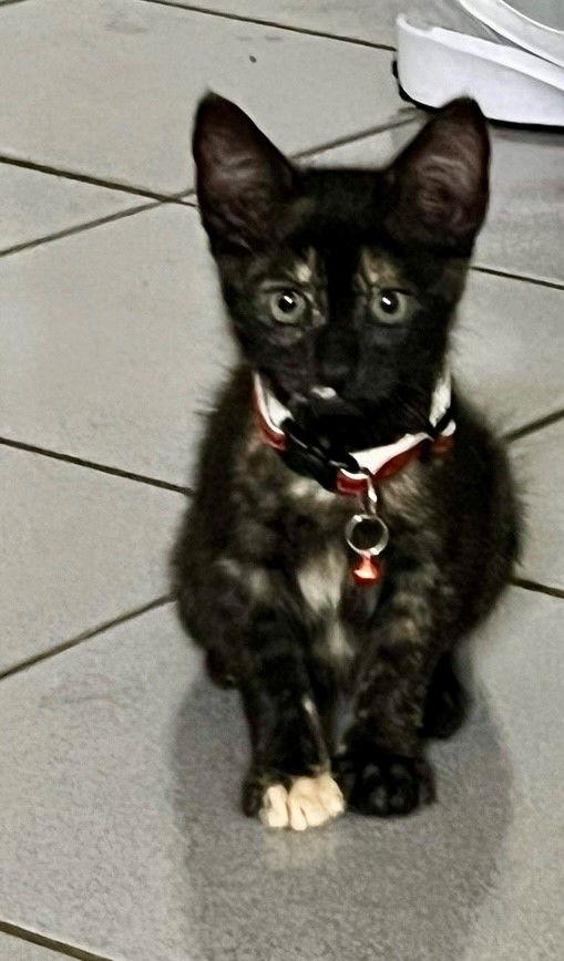 Lilly baby, a Adoptable Tortoiseshell in Oakland Park, FL image 3/3