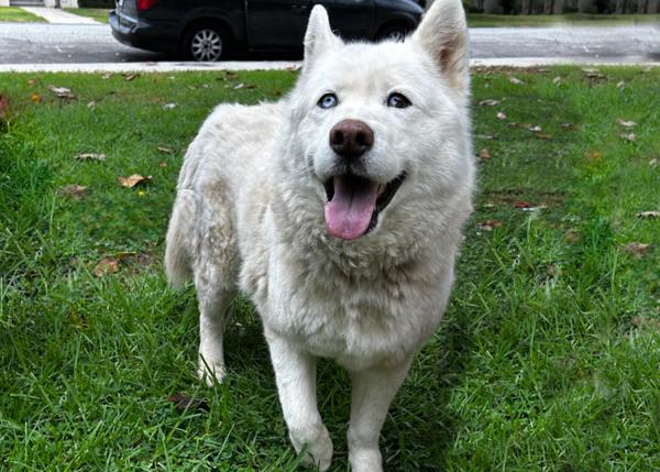 Mitski, Adoptable, Adult Female Siberian Husky.