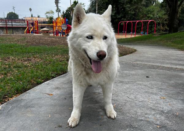 Enlarge Mitski, a Adoptable mixed breed in San Gabriel, CA image 2/6