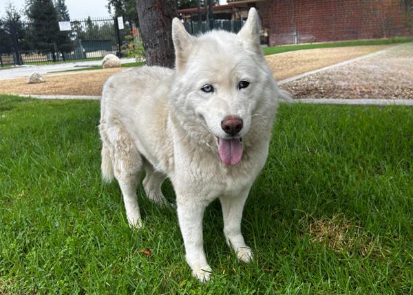 Mitski, a Adoptable mixed breed in San Gabriel, CA image 2/6