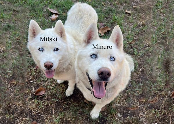 Enlarge Mitski, a Adoptable mixed breed in San Gabriel, CA image 3/6