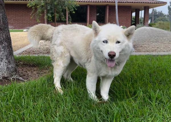 Enlarge Mitski, a Adoptable mixed breed in San Gabriel, CA image 5/6