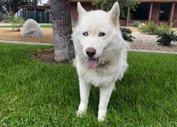 Enlarge Mitski, a Adoptable mixed breed in San Gabriel, CA image 6/6