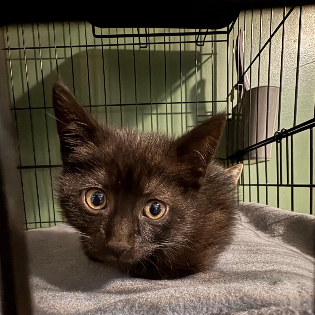 Toula, Adoptable, Kitten Female Domestic Short Hair.