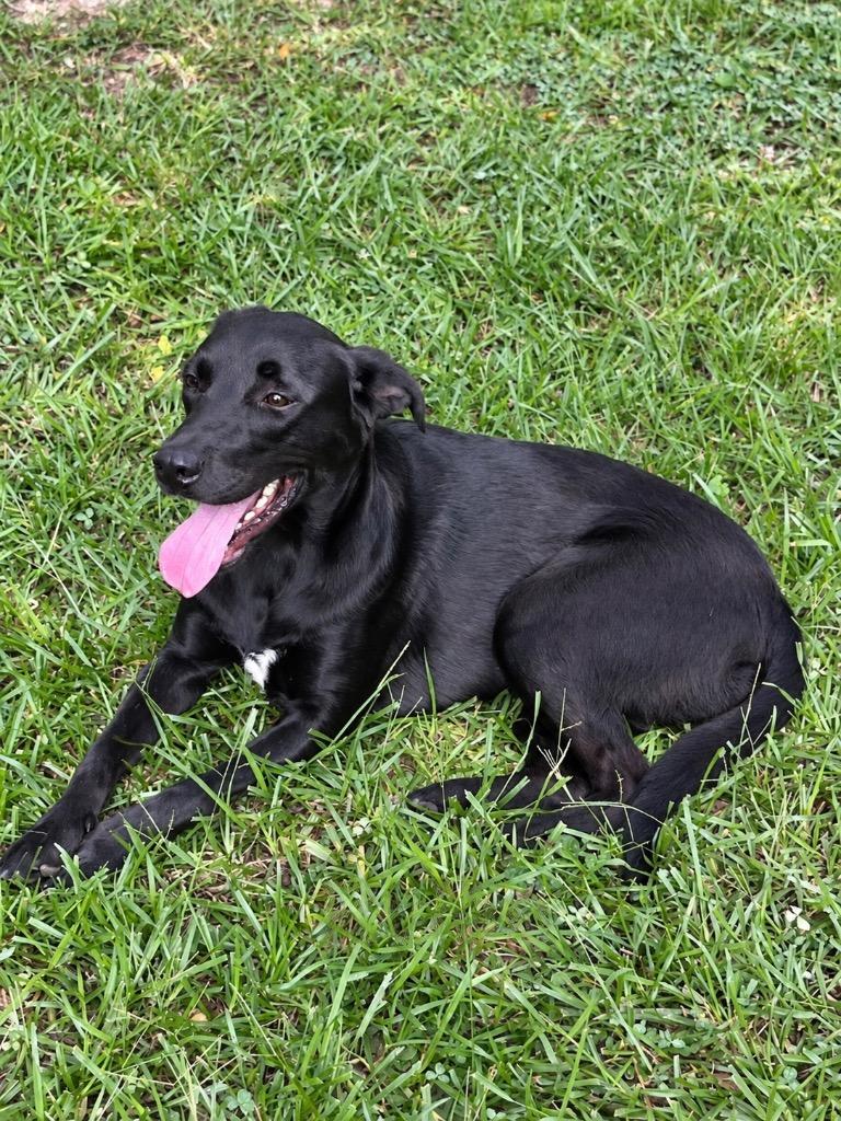 Enlarge Rylan, a Adoptable mixed breed in Princeton, MA image 1/4