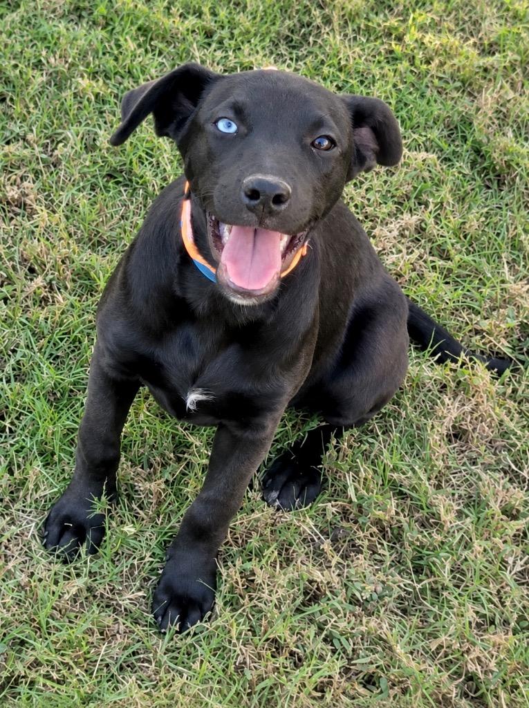 Enlarge Rylan, a Adoptable mixed breed in Princeton, MA image 2/4