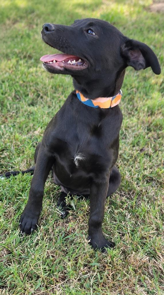 Enlarge Rylan, a Adoptable mixed breed in Princeton, MA image 3/4