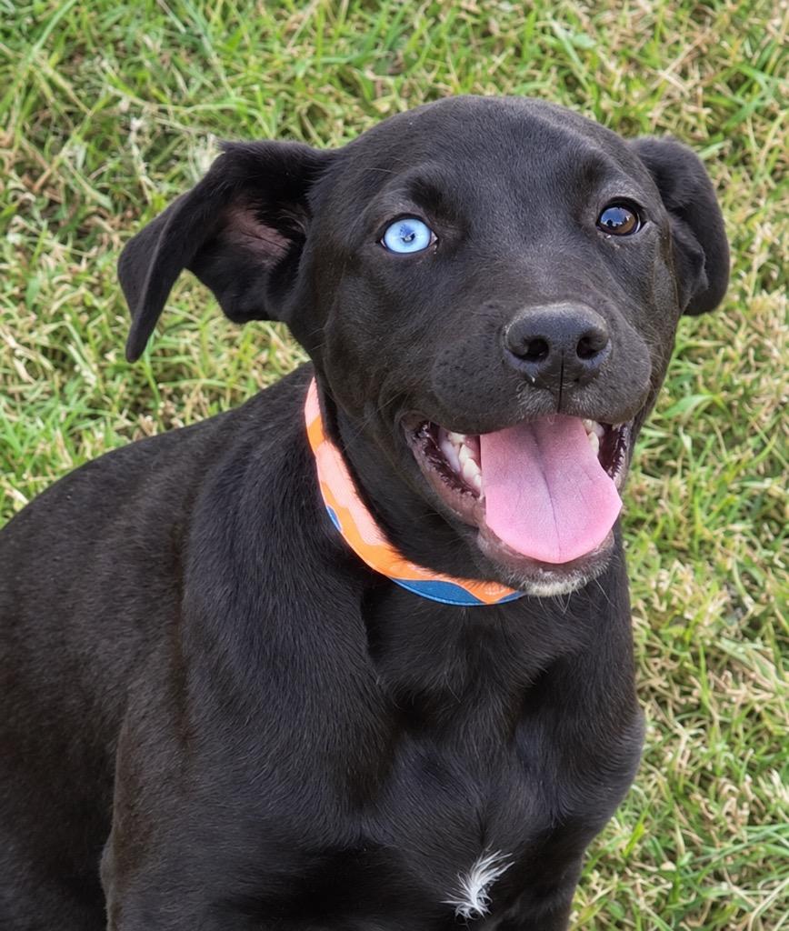 Enlarge Rylan, a Adoptable mixed breed in Princeton, MA image 4/4
