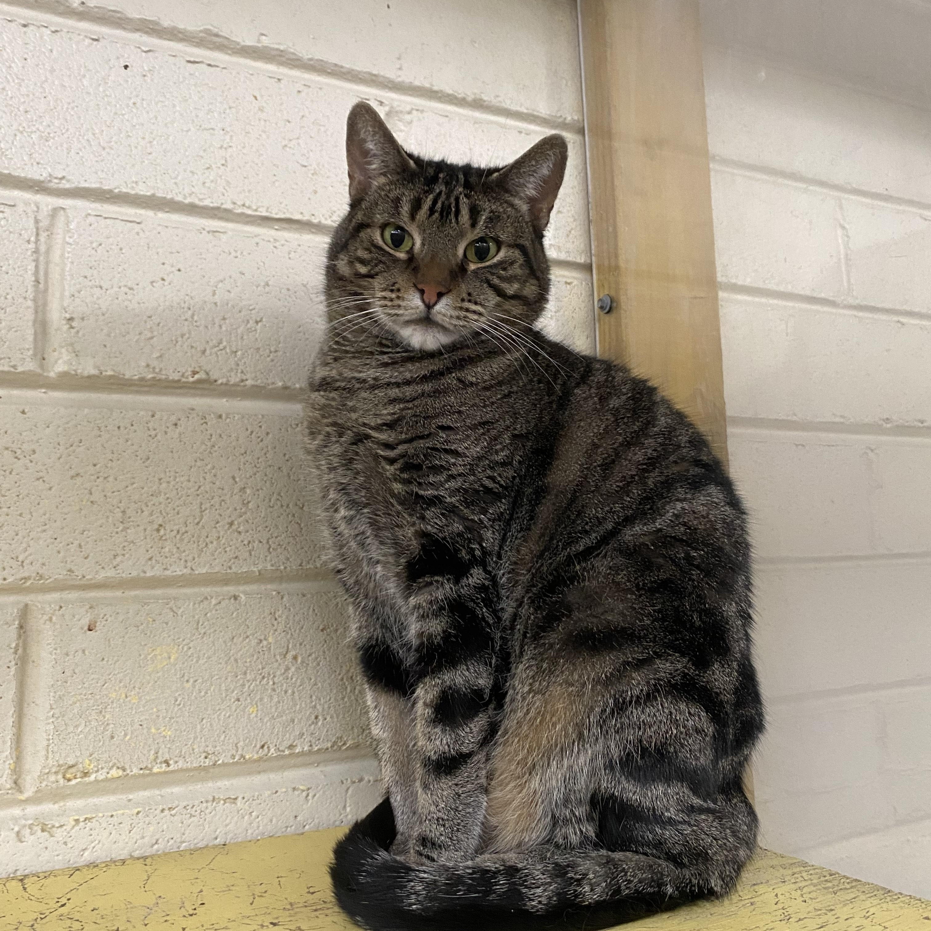 Gris, a Adoptable Domestic Short Hair in Nogales, AZ image 1/2