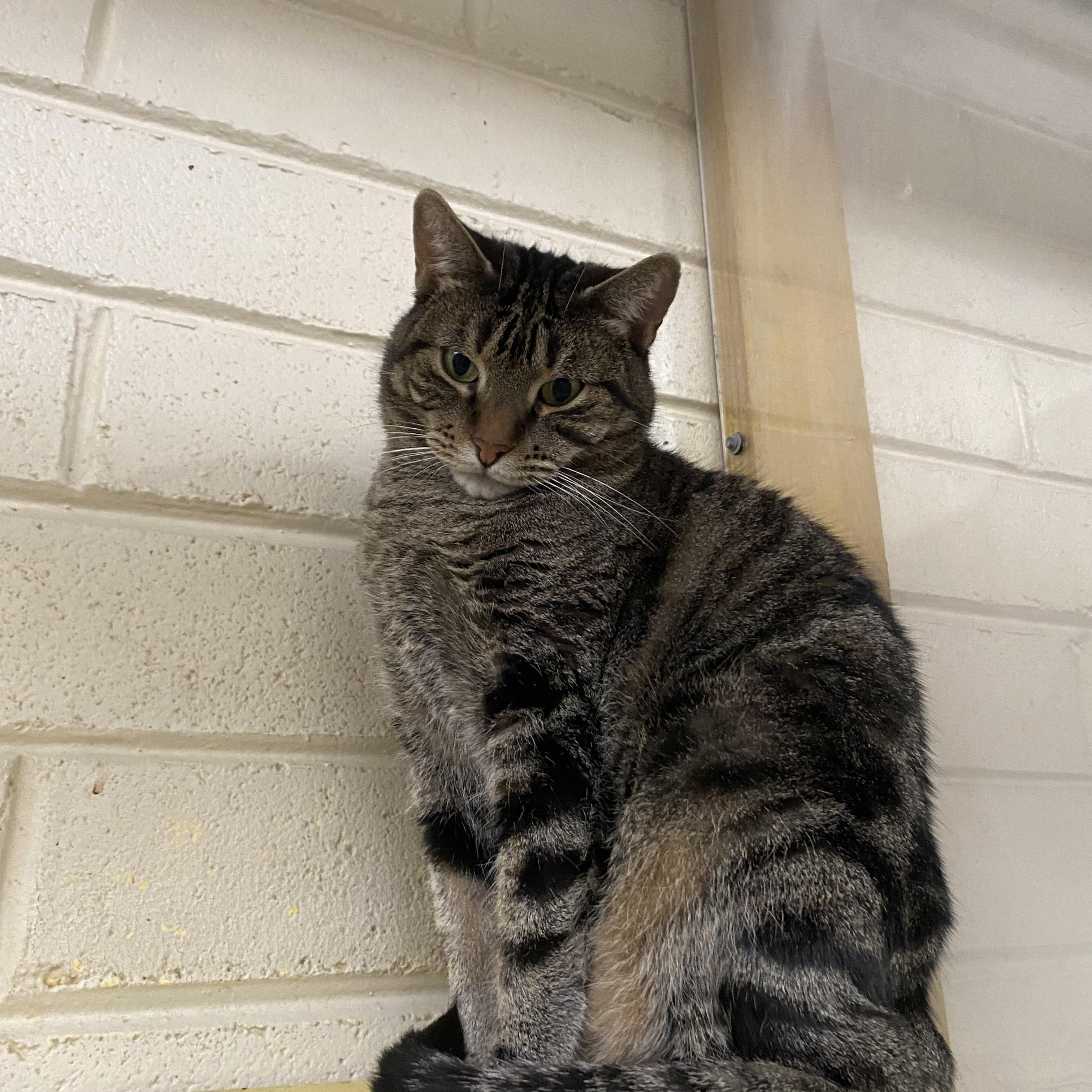 Gris, a Adoptable Domestic Short Hair in Nogales, AZ image 2/2