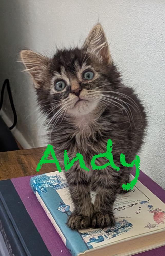Andy, Baby Male Domestic Medium Hair