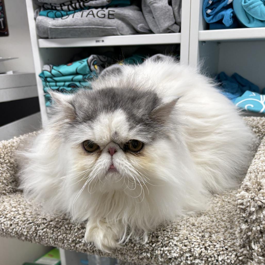 Gizmo — thumbnail 2