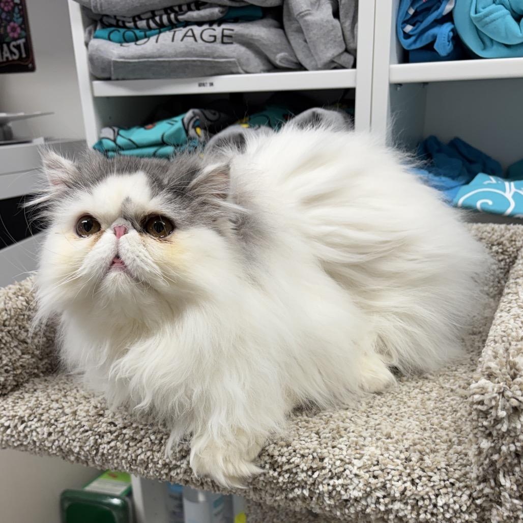 Gizmo — thumbnail 3