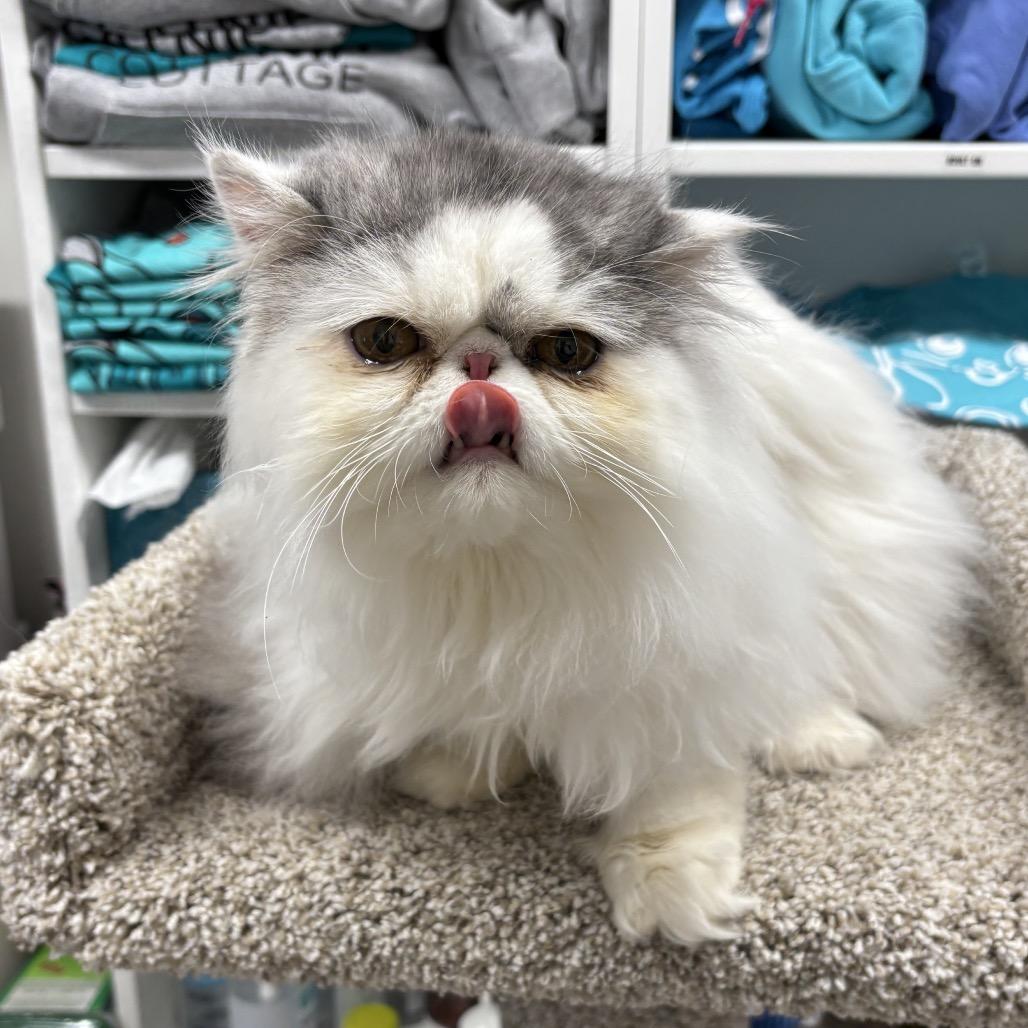 Gizmo — thumbnail 4