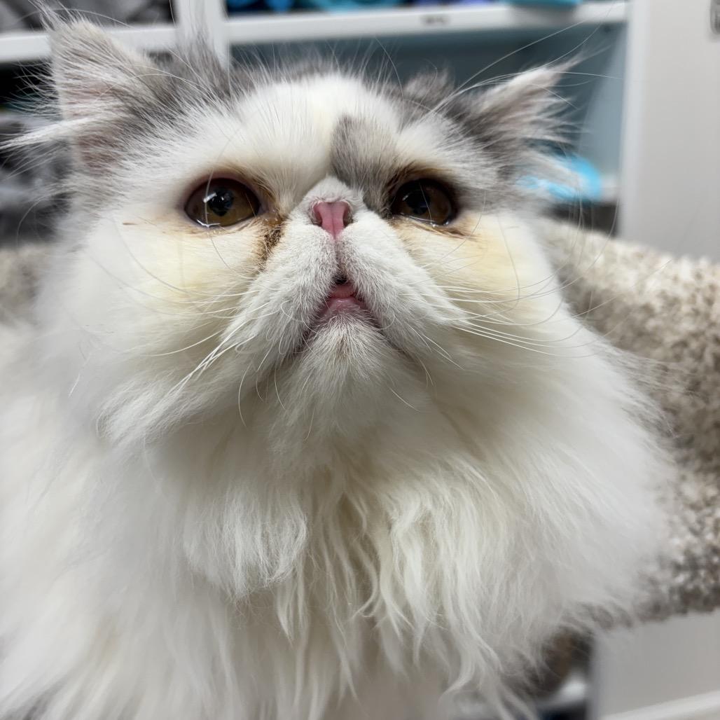 Gizmo — thumbnail 5