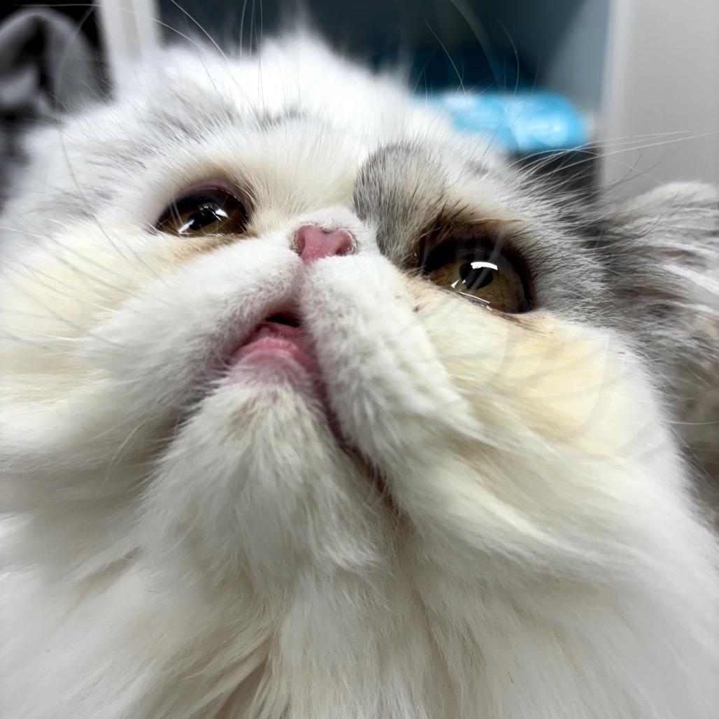 Gizmo — thumbnail 6