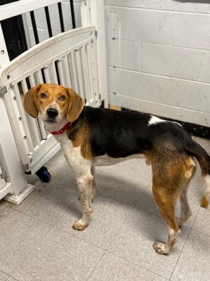 Enlarge Buck, a Adoptable Hound in North Myrtle Beach, SC image 3/3