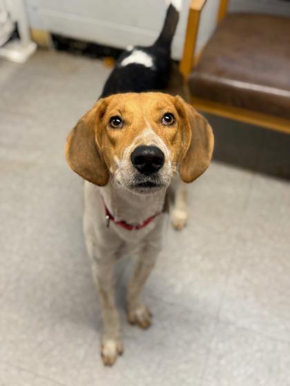 Enlarge Buck, a Adoptable Hound in North Myrtle Beach, SC image 2/3