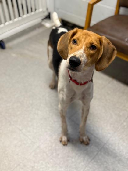 Enlarge Buck, a Adoptable Hound in North Myrtle Beach, SC image 1/3