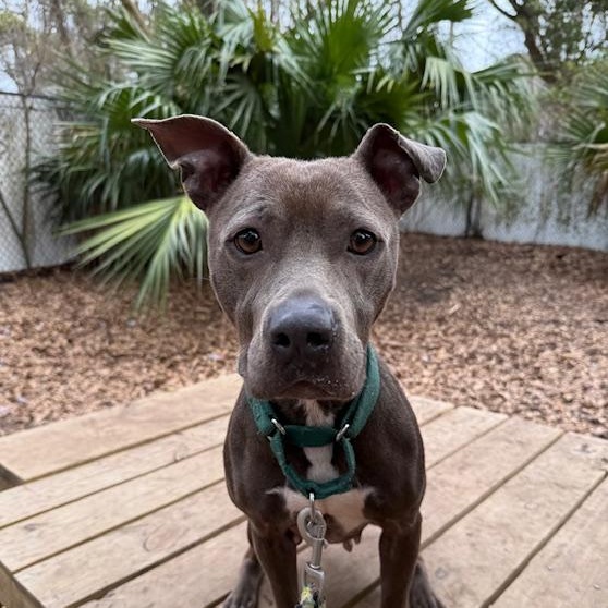 Enlarge Harper, a ADOPTABLE Mixed Breed in Charleston, SC image 1/3