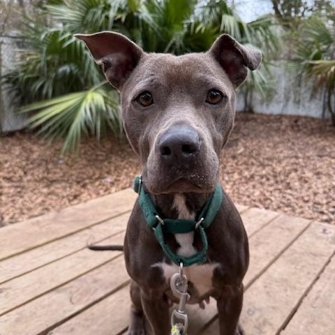 Enlarge Harper, a ADOPTABLE Mixed Breed in Charleston, SC image 3/3
