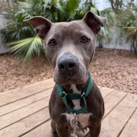 Enlarge Harper, a ADOPTABLE Mixed Breed in Charleston, SC image 2/3