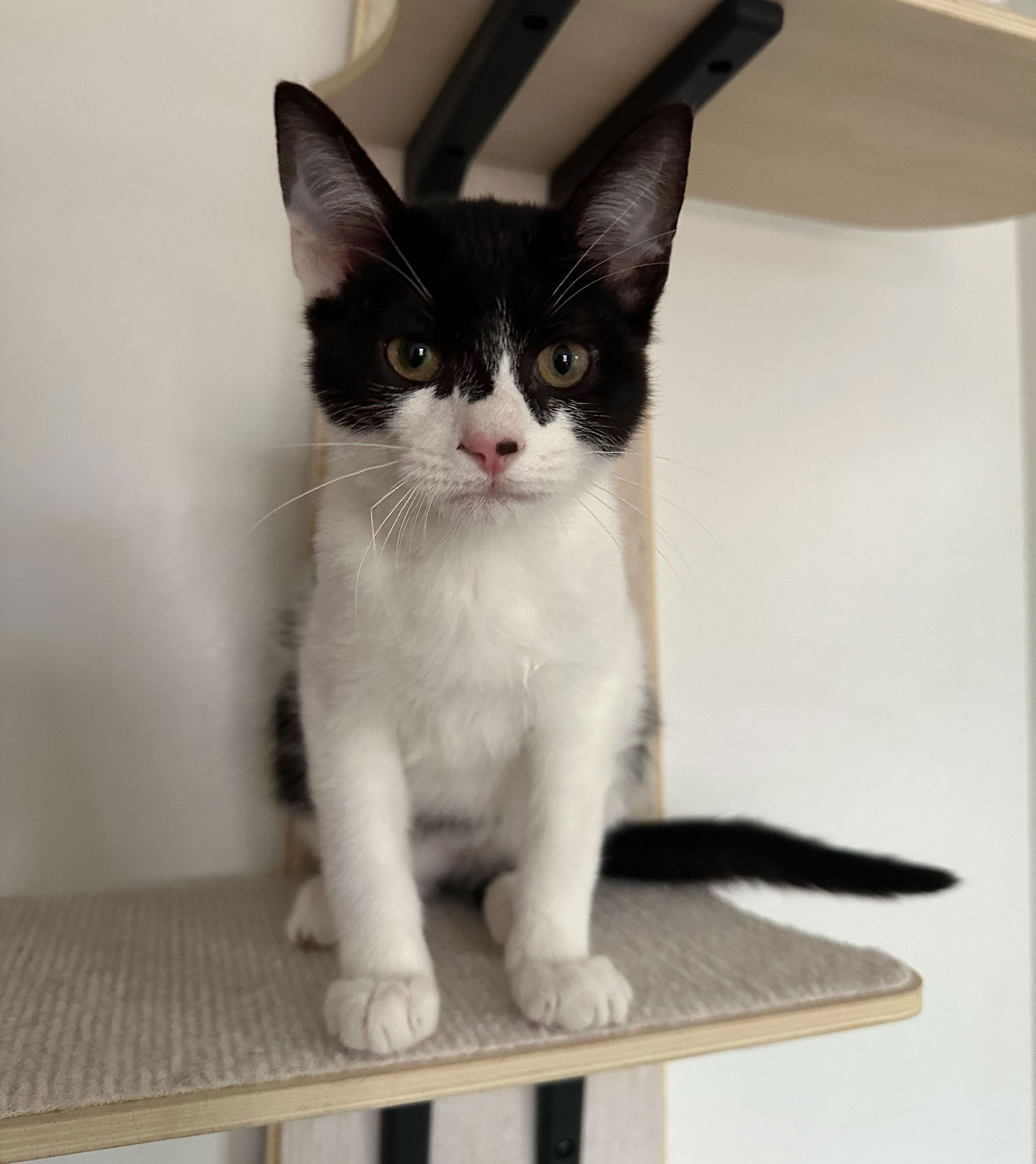 Monroe — thumbnail 2