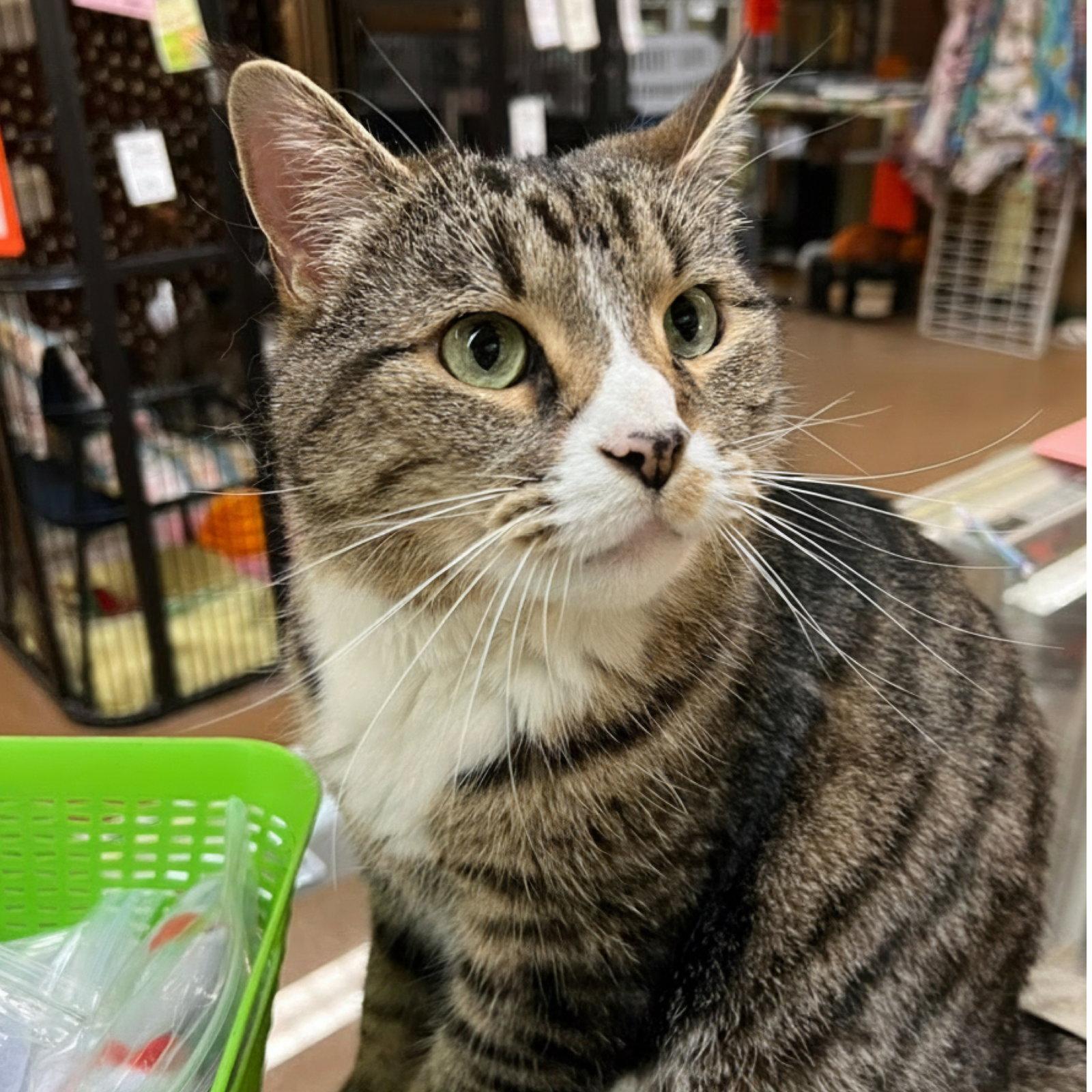 Milo, Adoptable, Adult Male Domestic Short Hair.