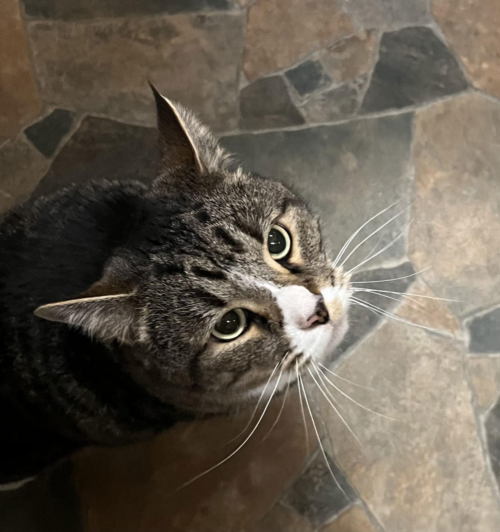 Enlarge Milo, a Adoptable Domestic Short Hair in Blasdell, NY image 1/1