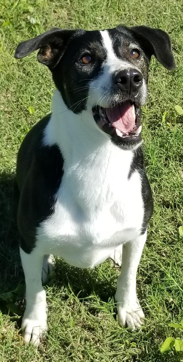 Macie, an adoptable Mixed Breed in Aransas Pass, TX, 78335 | Photo Image 1