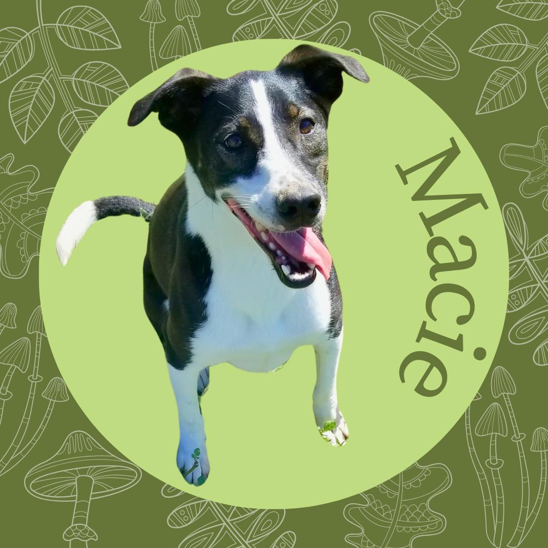 Macie, an adoptable Mixed Breed in Aransas Pass, TX, 78335 | Photo Image 2
