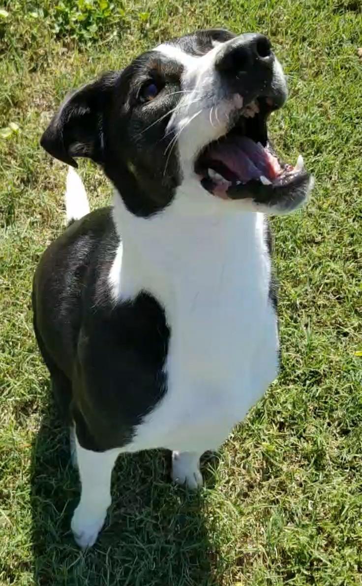 Macie, an adoptable Mixed Breed in Aransas Pass, TX, 78335 | Photo Image 4