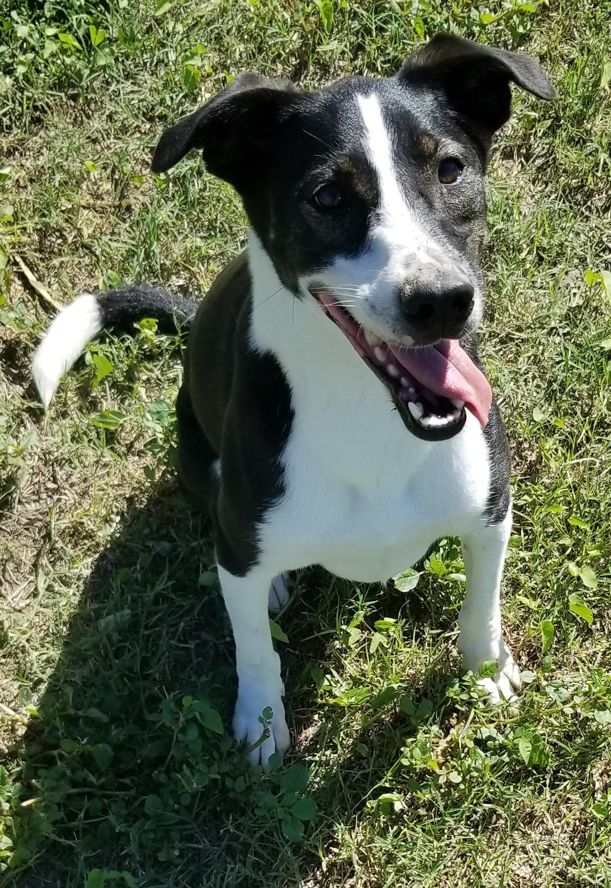 Macie, an adoptable Mixed Breed in Aransas Pass, TX, 78335 | Photo Image 3