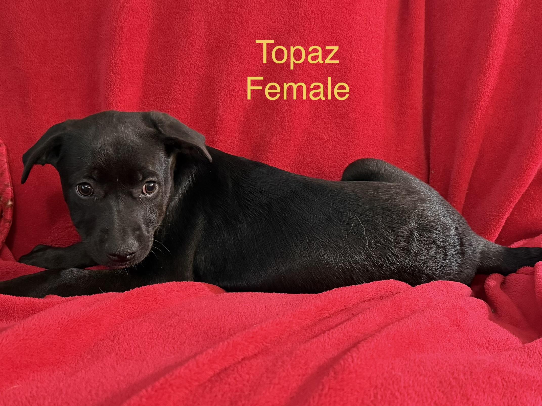 Enlarge Topaz, a Adoptable mixed breed in Davisburg, MI image 1/1