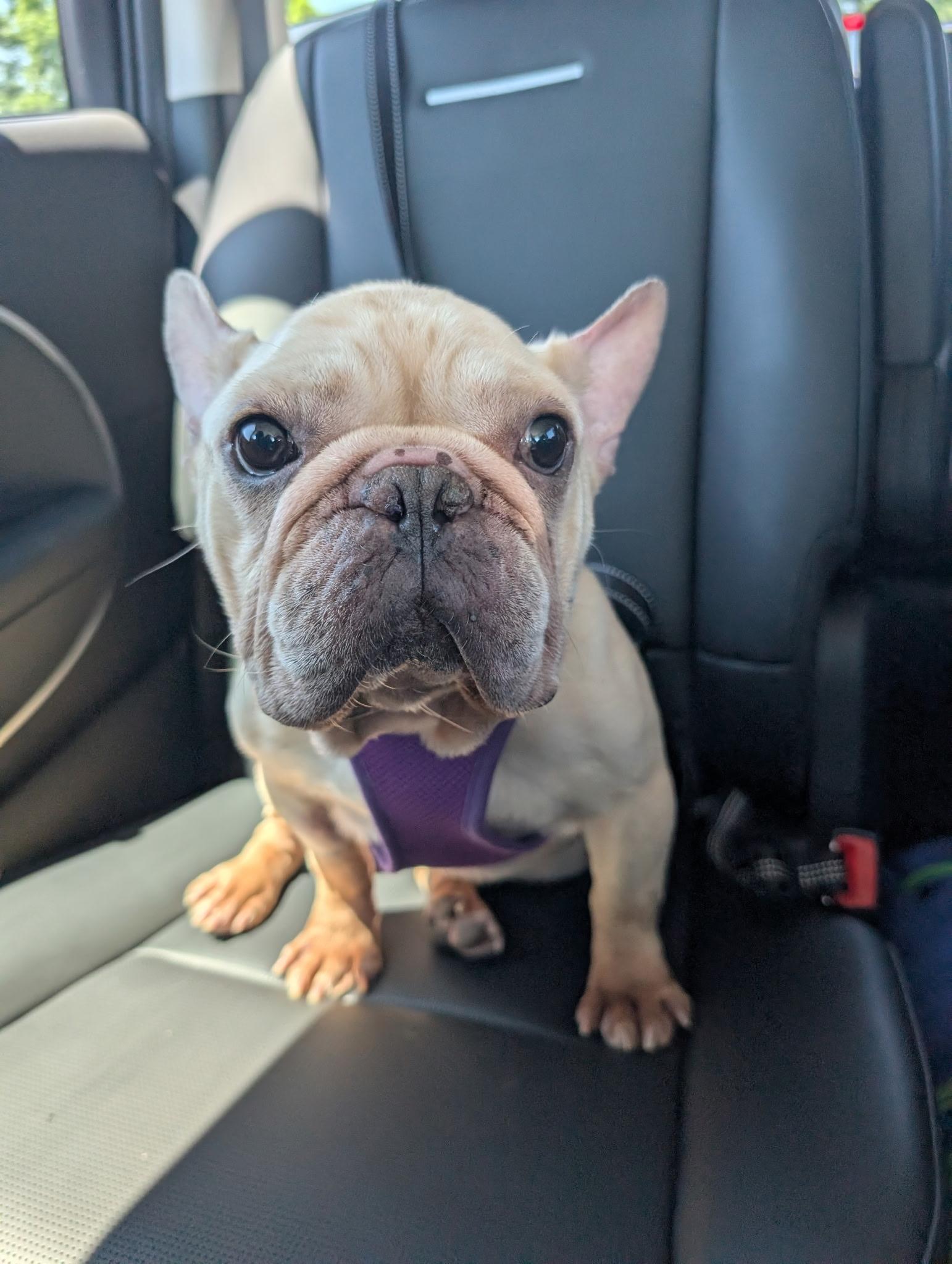 Stan, Adoptable, Young Male French Bulldog.