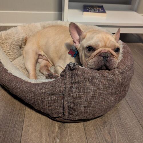 Stan, Adoptable, Young Male French Bulldog.