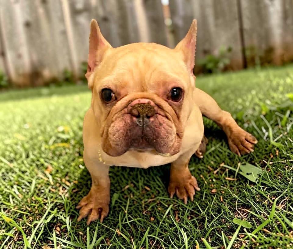 Stan, Adoptable, Young Male French Bulldog.