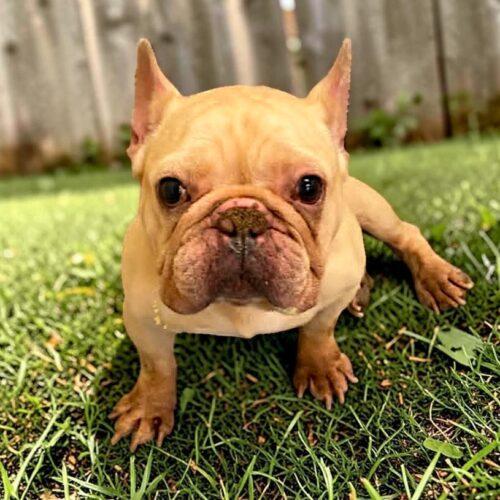 Stan, a Adoptable French Bulldog in Memphis, TN image 3/3