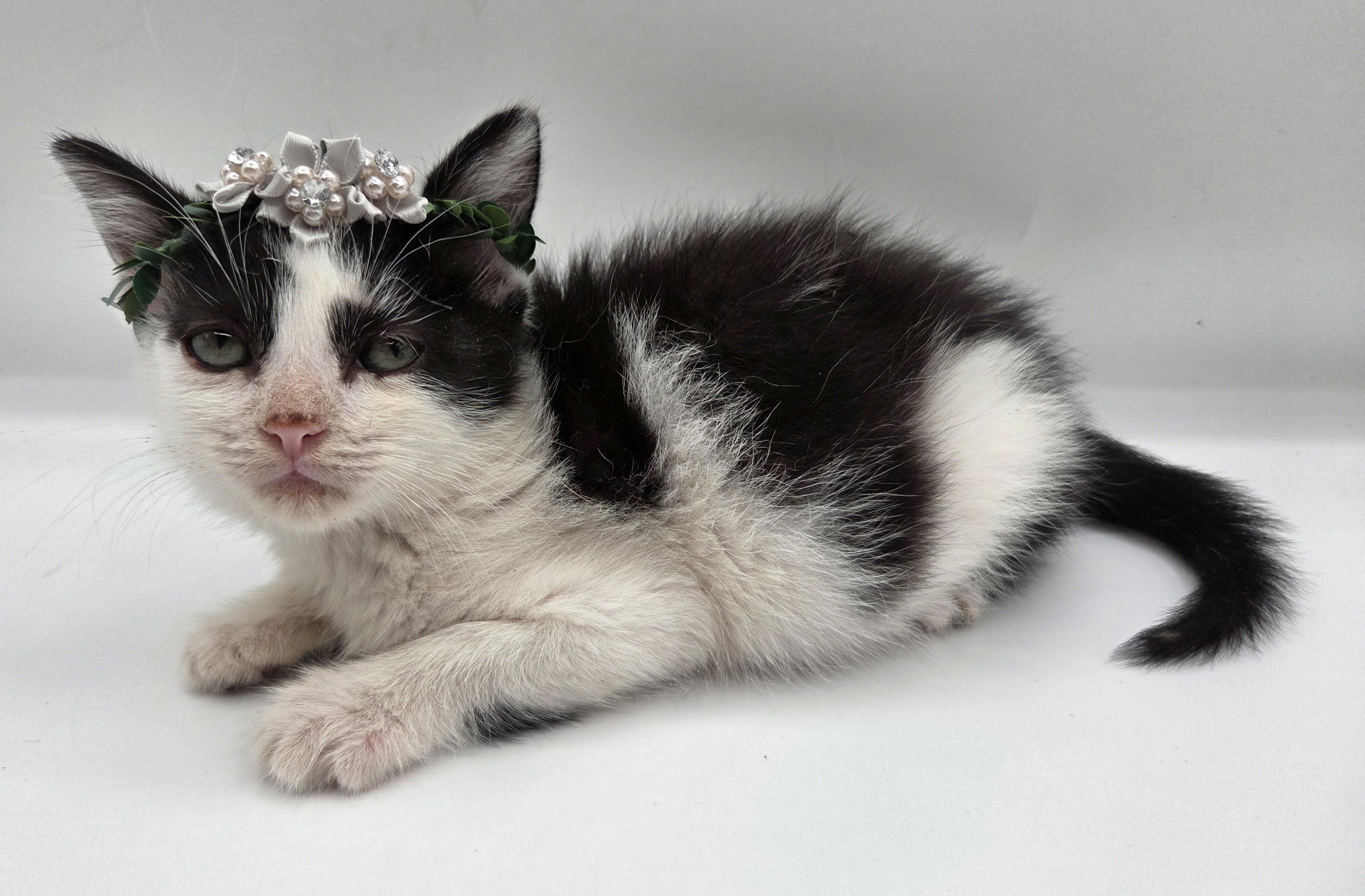 Spike, a Adoptable mixed breed in Farmington, CT image 3/5