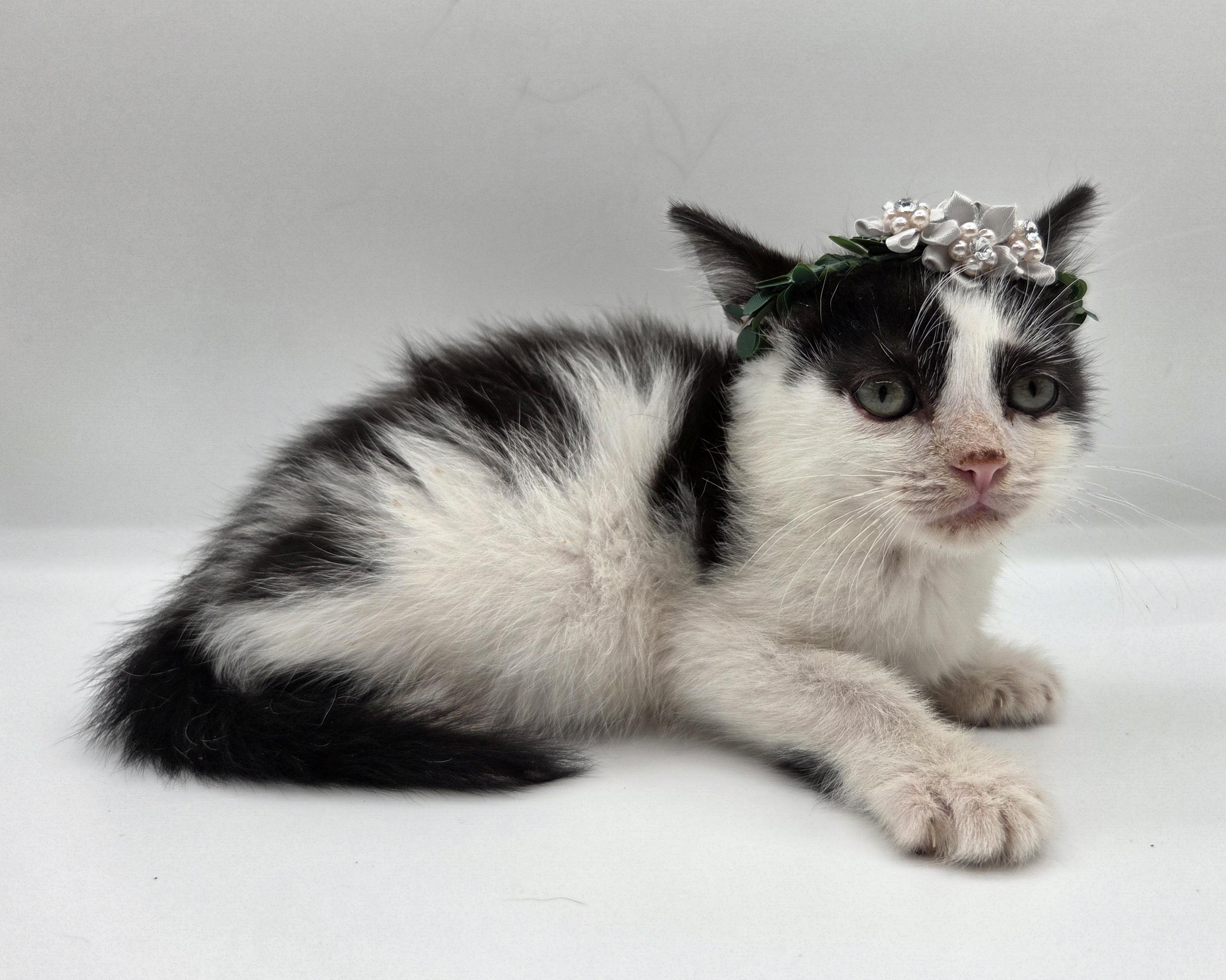Spike, a Adoptable mixed breed in Farmington, CT image 4/5