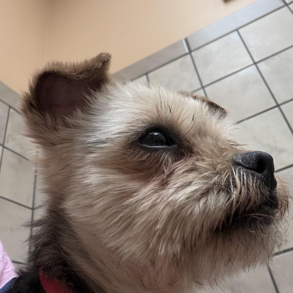 Chu Chu, Adoptable, Adult Female Yorkshire Terrier & Mixed Breed.