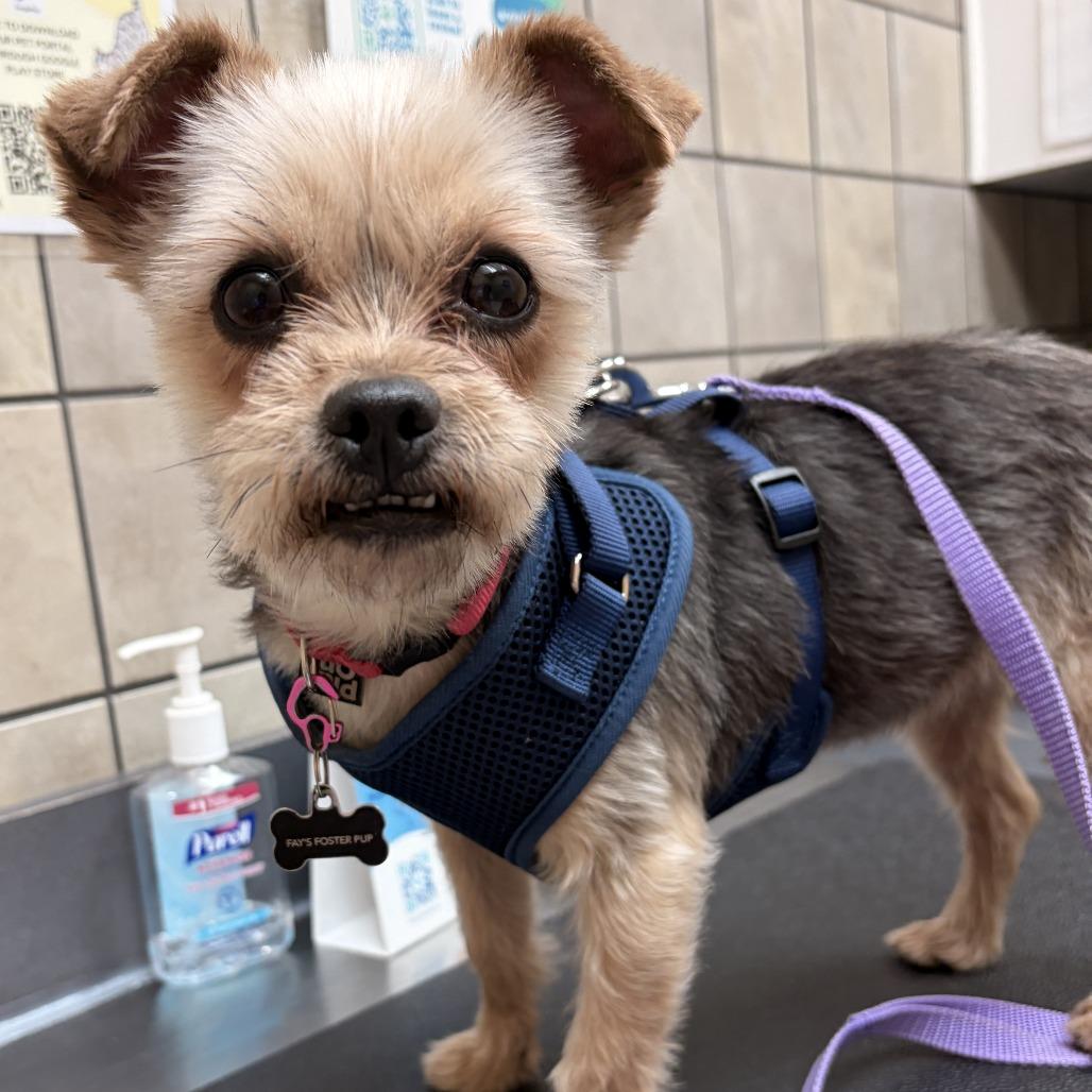 Chu Chu, a Adoptable mixed breed in Richmond, VA image 2/6